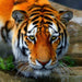 Crystal Art Tiger 18 x 18cm Card CCK-A40